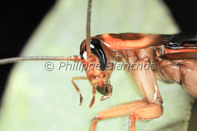 periplaneta australasiae.JPG - in "Tête à tête avec les insectes" ed. Seuil JeunessePeriplaneta australasiaeBlatte australienneAustralian CockroachBlattaria (Dictyoptera), BlattidaeFrance